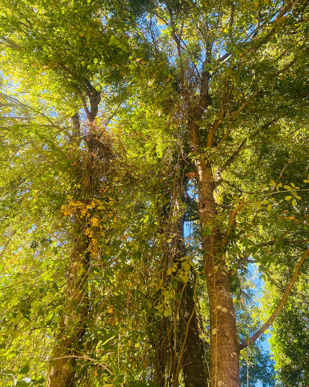 RUTA DEL CHEQUEN (4)